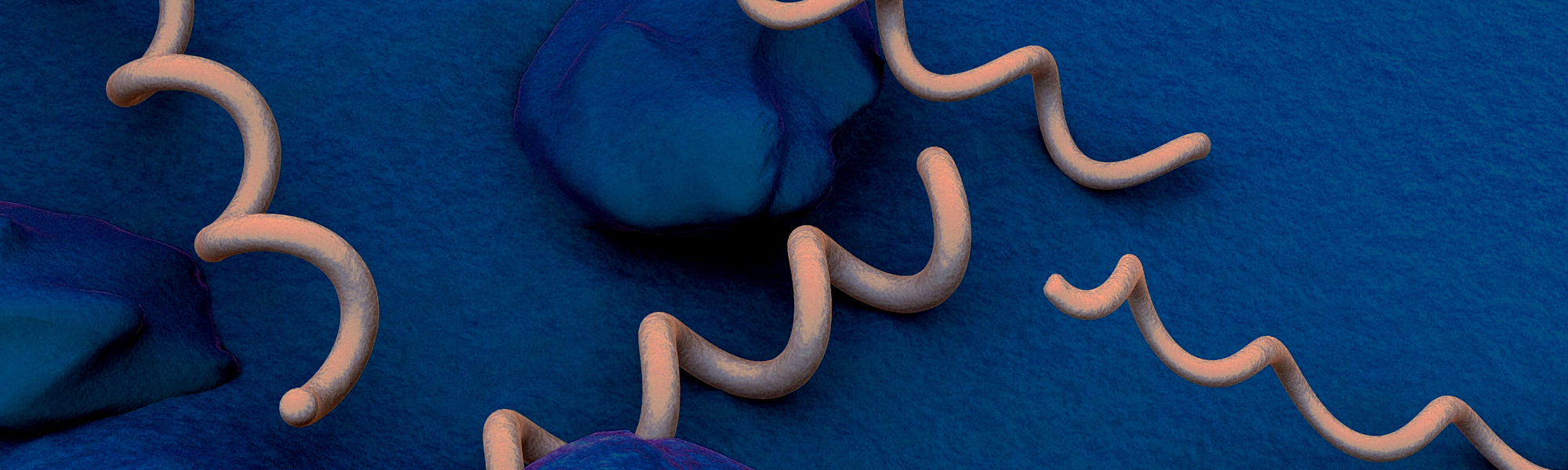 Representation for syphilis virus | Credits: CDC